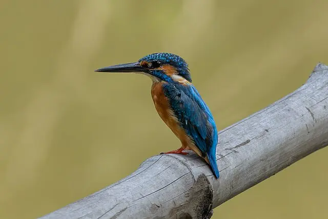 Kingfisher