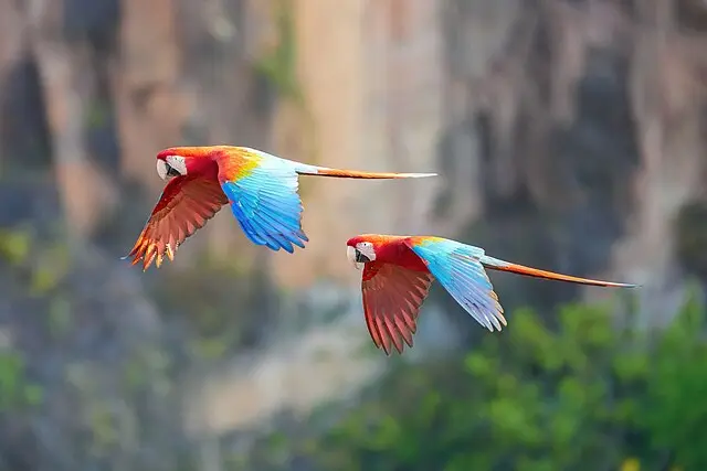 Macaw