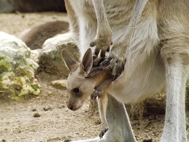 Kangaroo