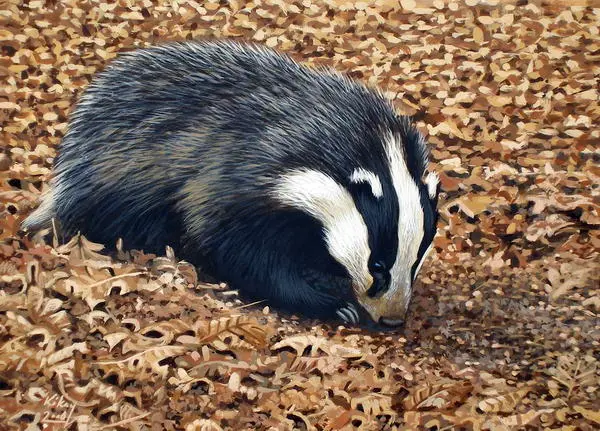 Badger