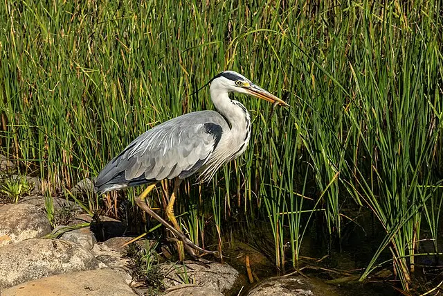 Heron