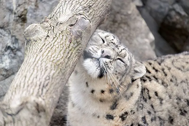 Snow Leopard